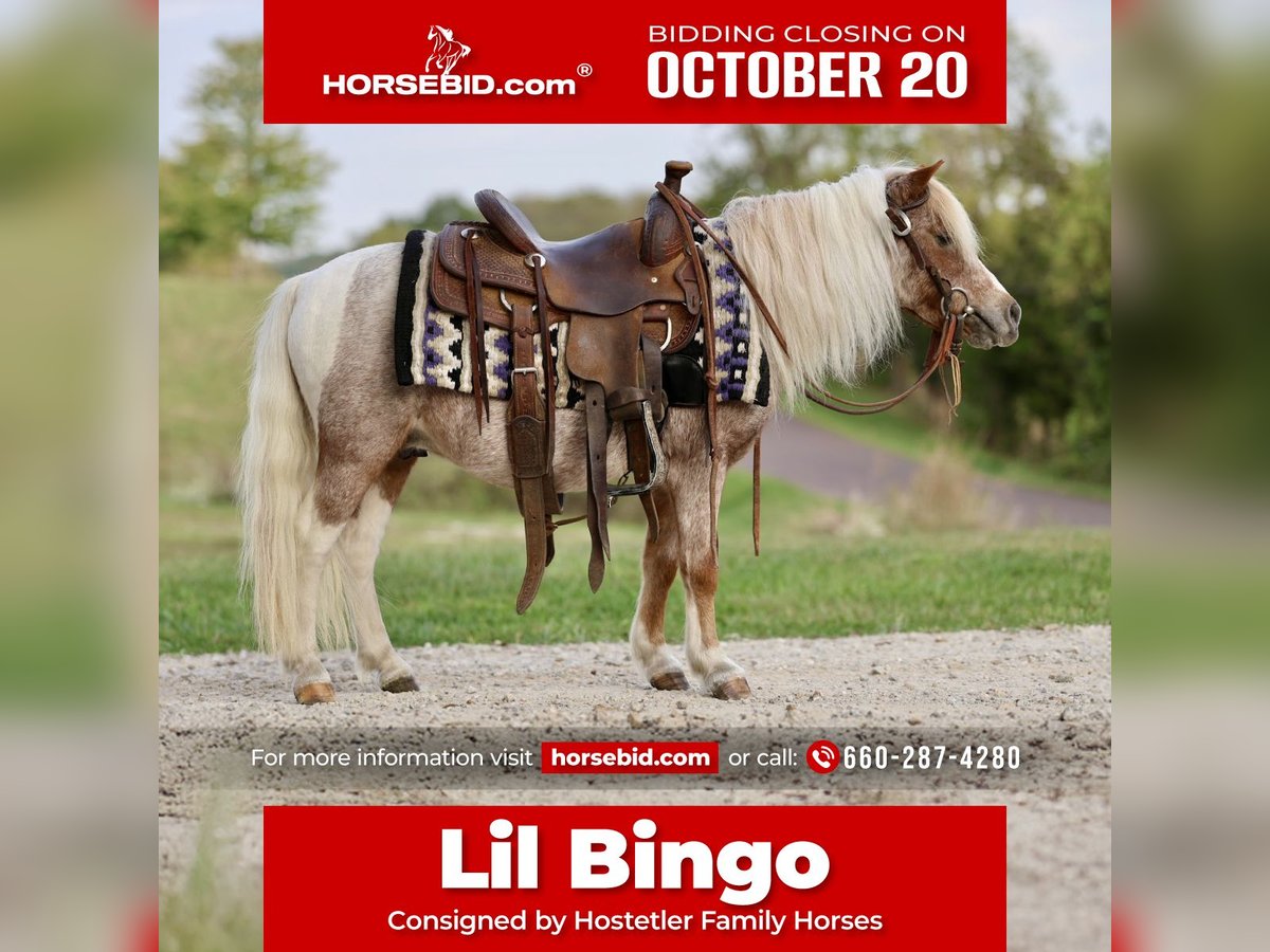 More ponies/small horses Gelding 10 years 8,2 hh Pinto in Sedalia