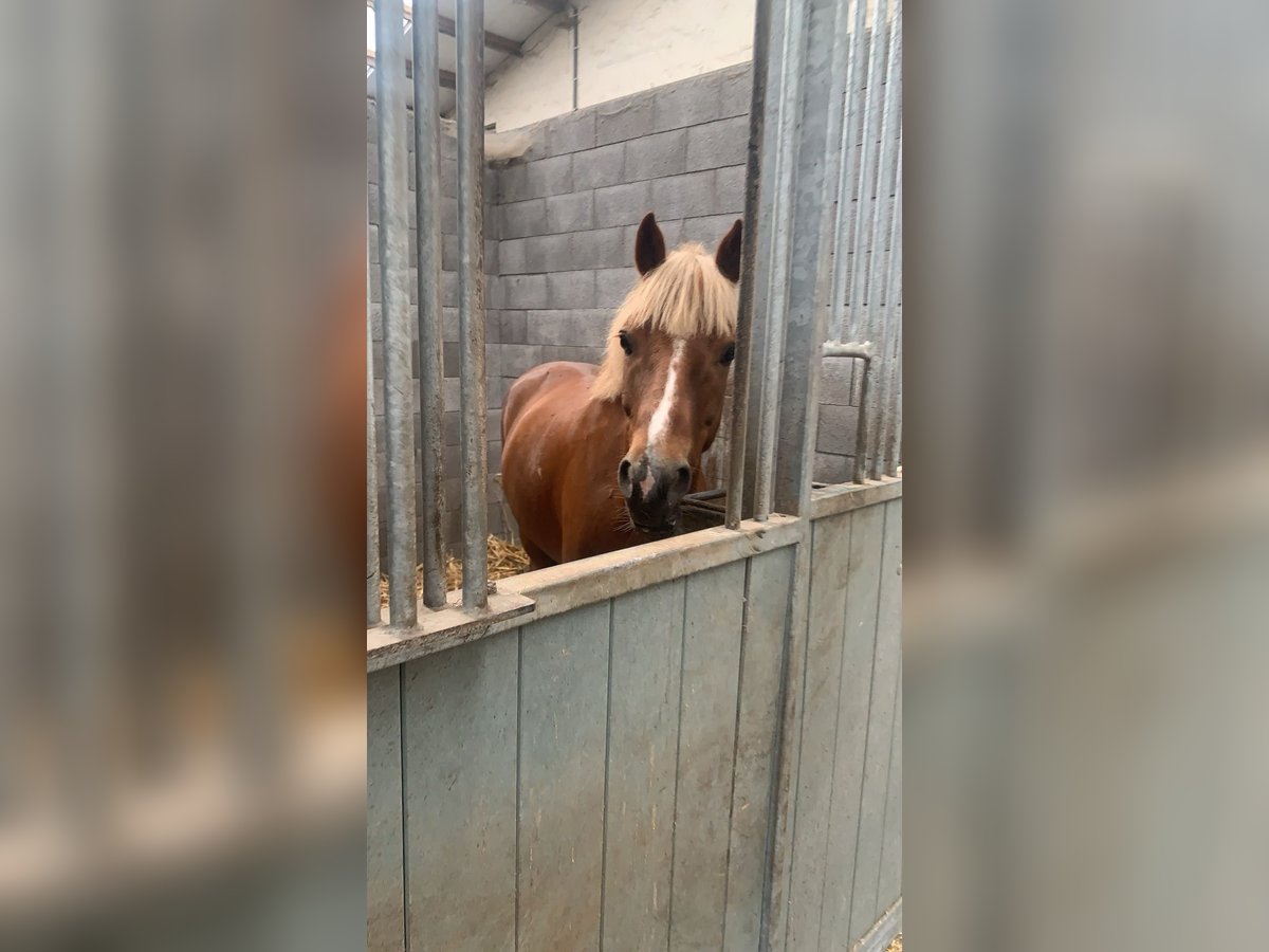 More ponies/small horses Mix Gelding 11 years 13,1 hh in Torhout