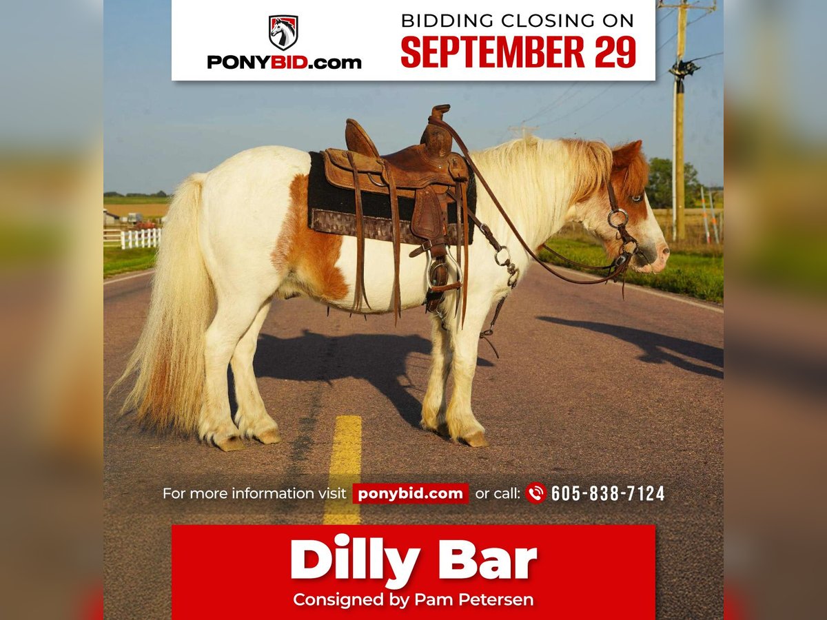 More ponies/small horses Gelding 12 years 10 hh Pinto in Corsica