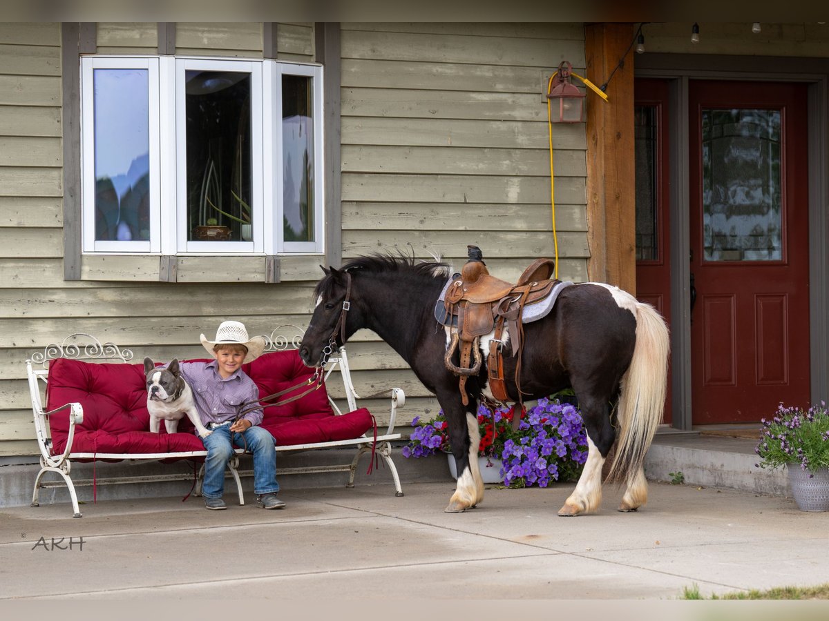 More ponies/small horses Gelding 12 years 10,1 hh in Nevis, MN