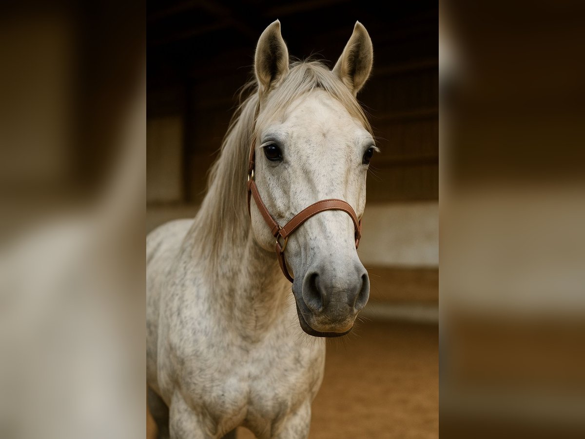 More ponies/small horses Gelding 12 years 14 hh Grey-Dapple in Bodenw&#xF6;hr