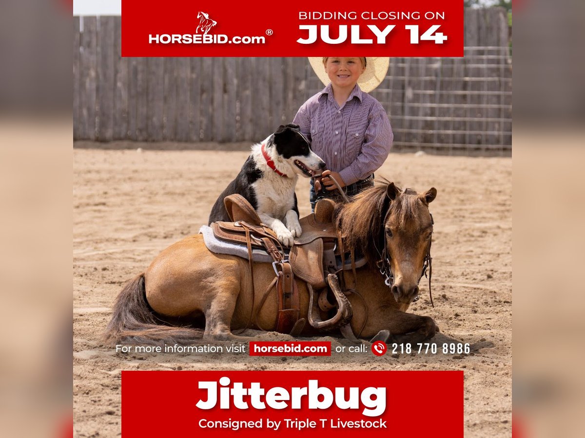 More ponies/small horses Gelding 12 years 9,1 hh Buckskin in Nevis, MN