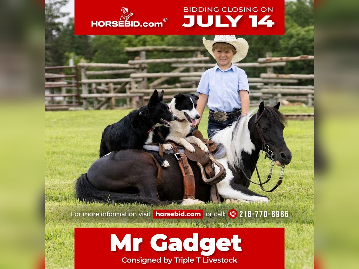 More ponies/small horses Mix Gelding 13 years 10,3 hh in Nevis, MN