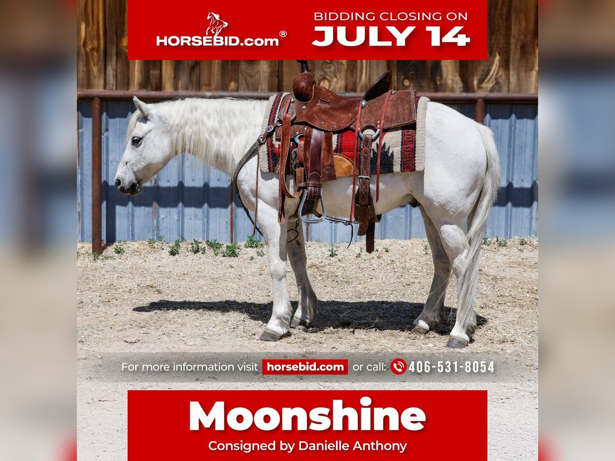 More ponies/small horses Gelding 13 years 12,2 hh Gray in Corvallis, MT