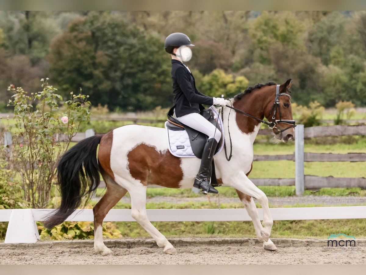 More ponies/small horses Gelding 13 years 13,1 hh Pinto in Kufstein More ponies/small horses Gelding 13 years 13,1 hh Pinto in Kufstein