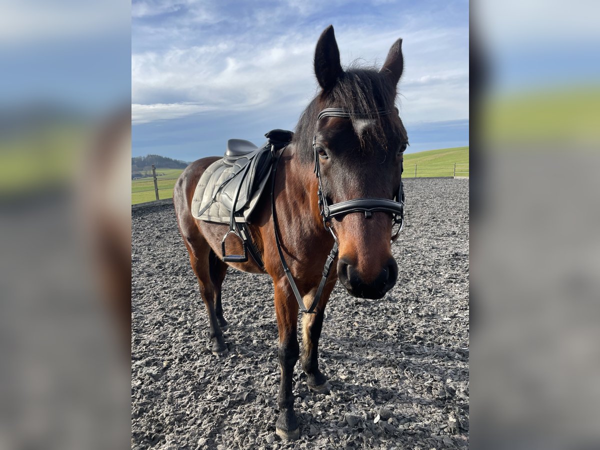 More ponies/small horses Mix Gelding 14 years 14,1 hh Bay-Dark in Moosdorf