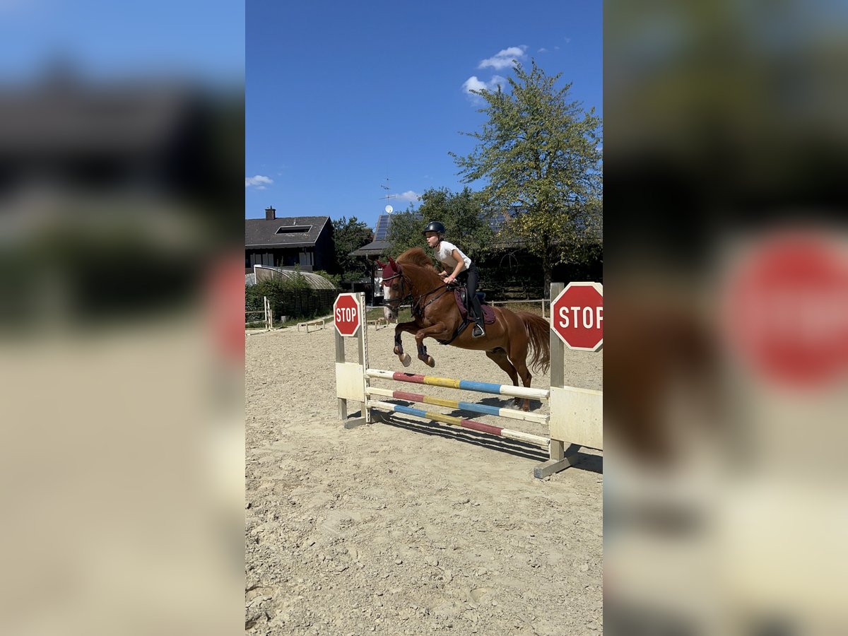 More ponies/small horses Gelding 15 years 13,2 hh Chestnut-Red in Walldorf