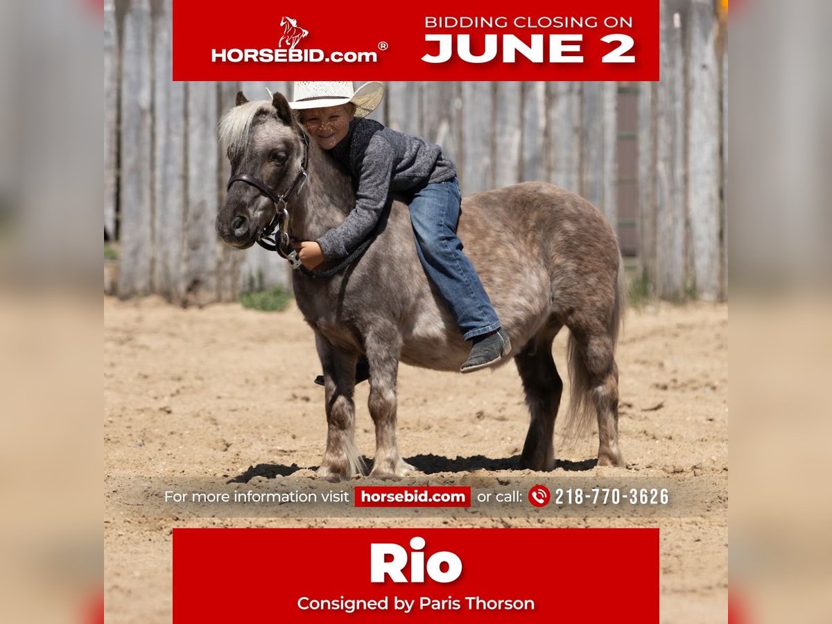 More ponies/small horses Gelding 15 years 9 hh in Nevis, MN