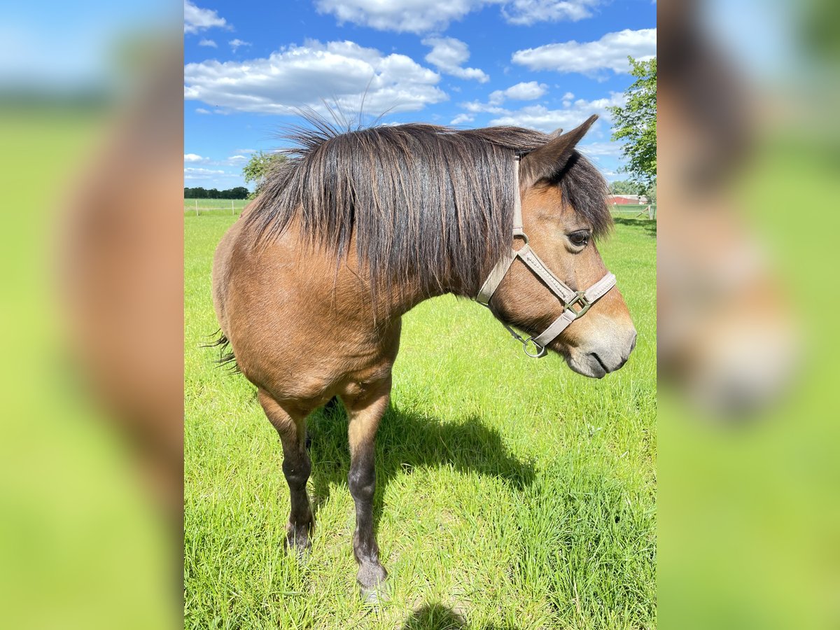 More ponies/small horses Mix Gelding 17 years 13,2 hh Brown in DodowDreil&#xFC;tzow