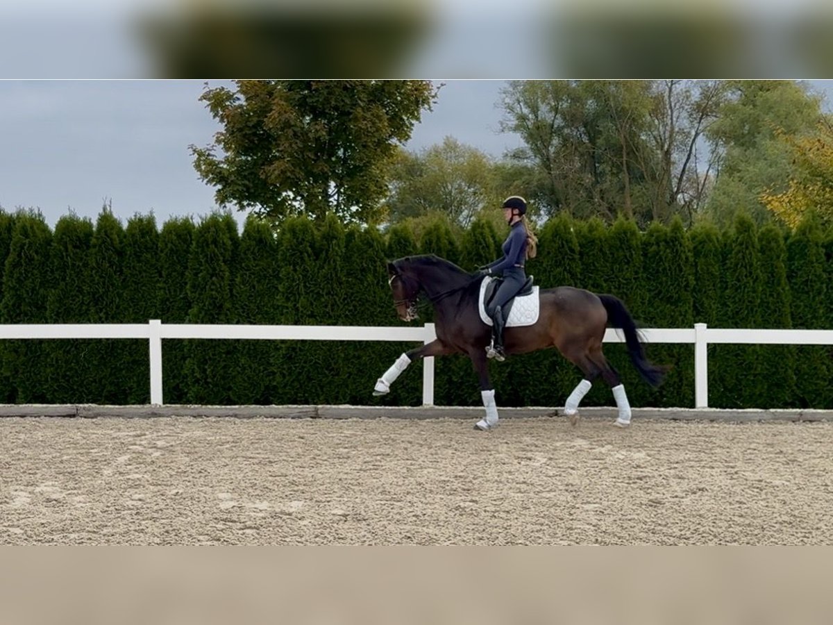 More ponies/small horses Gelding 18 years 16,3 hh Brown in Schw&#xE4;bisch Hall