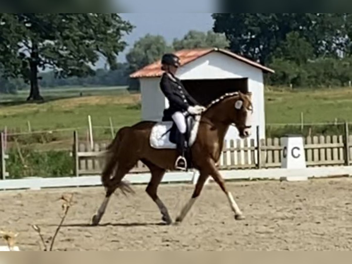 More ponies/small horses Gelding 21 years 14,1 hh Chestnut-Red in MildstedtMildstedt