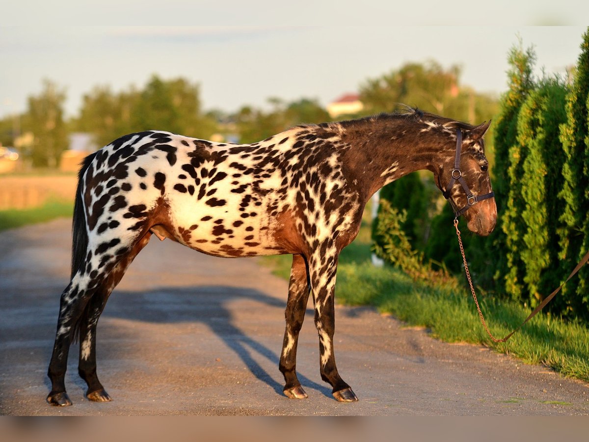 More ponies/small horses Gelding 2 years 14 hh Leopard-Piebald in Skibin
