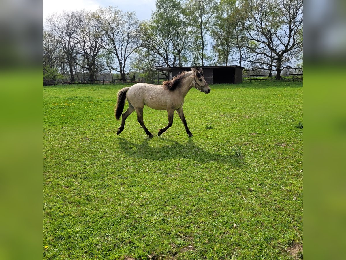 More ponies/small horses Gelding 2 years 14,2 hh Dun in Klein Pampau