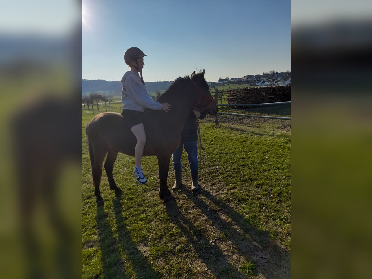 More ponies/small horses Gelding 3 years 13,1 hh Brown in Bad Saulgau