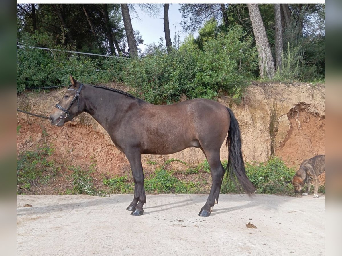 More ponies/small horses Gelding 3 years 13,1 hh Dun in Terrassa