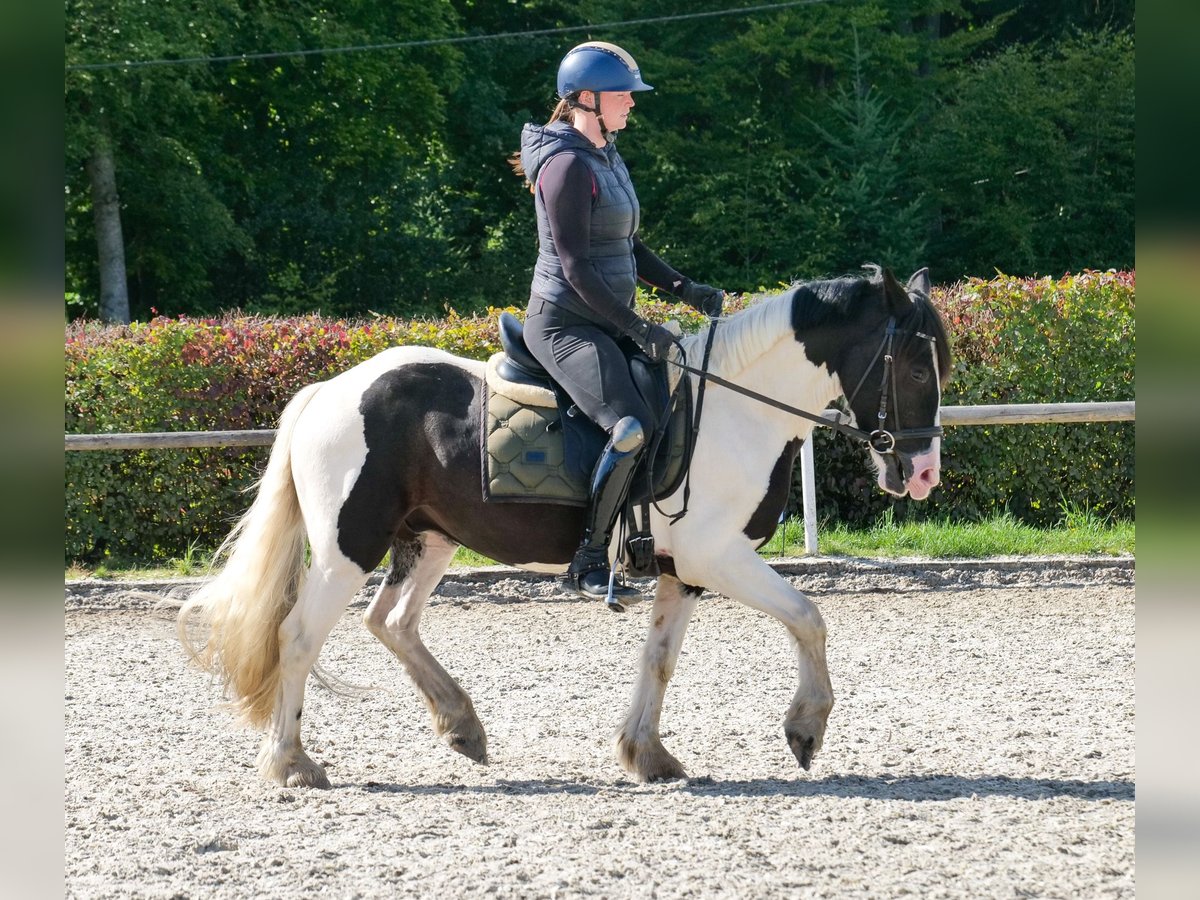 More ponies/small horses Gelding 3 years 13,1 hh Pinto in Neustadt (Wied)