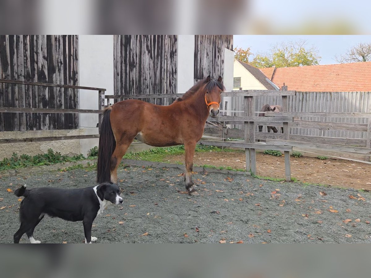More ponies/small horses Mix Gelding 3 years 13,2 hh Brown in Unterwart