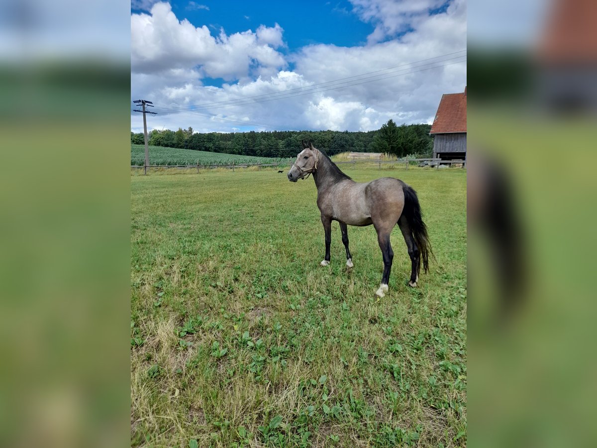 More ponies/small horses Mix Gelding 3 years 14 hh Brown Falb mold in Bad Saulgau