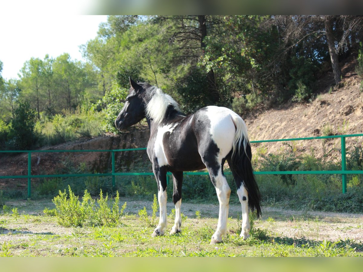 More ponies/small horses Gelding 3 years 14 hh Pinto in Terrassa