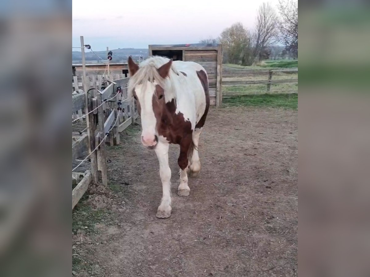 More ponies/small horses Gelding 3 years 14,2 hh Pinto in Rechnitz