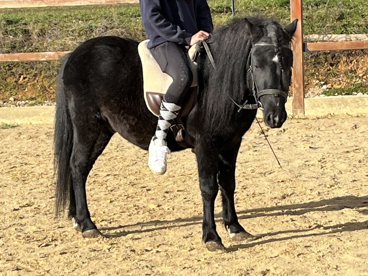 More ponies/small horses Gelding 4 years 11,1 hh Black in Ursensollen
