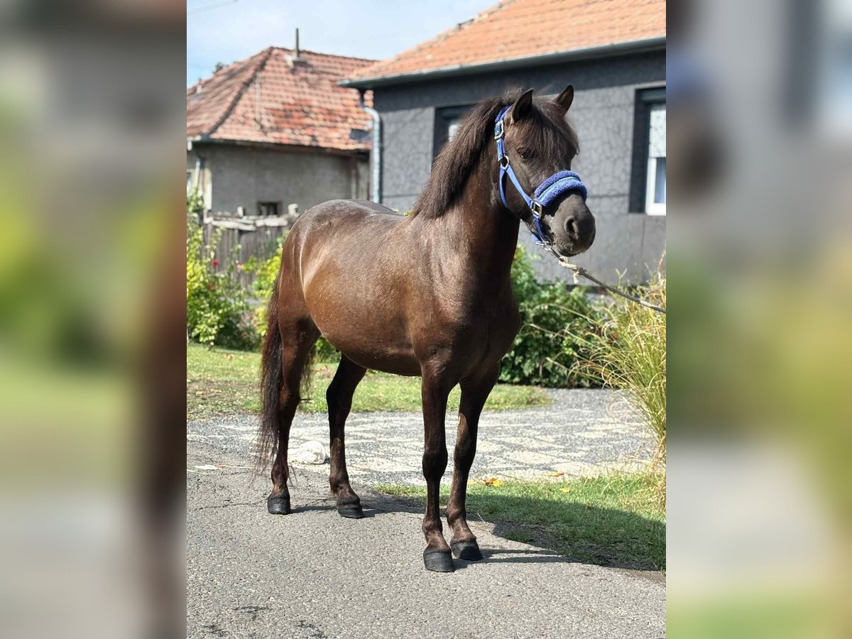 More ponies/small horses Gelding 4 years 12,1 hh Brown in B&#xE9;k&#xE9;s