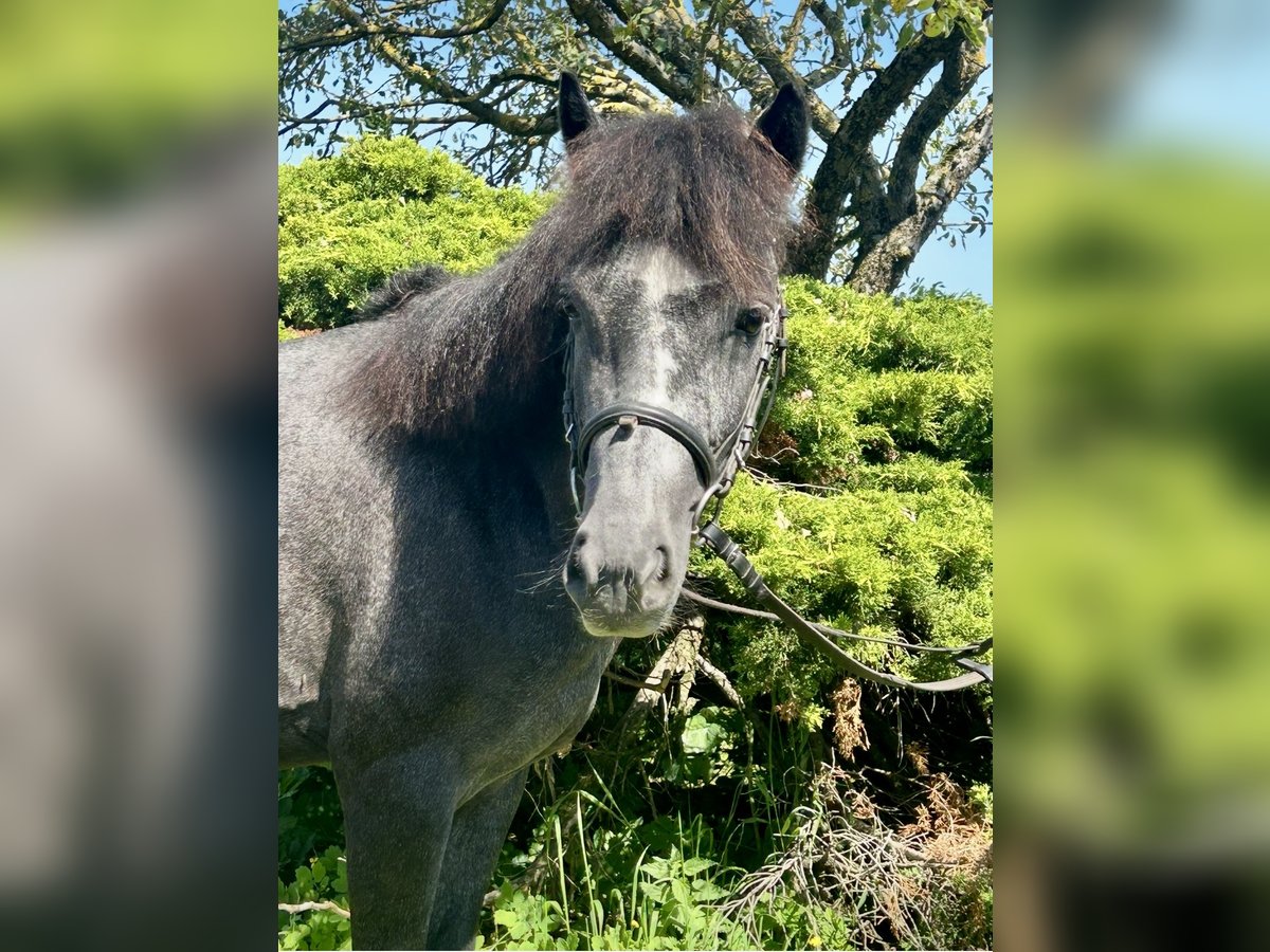 More ponies/small horses Gelding 4 years 12,1 hh Grey-Dark-Tan in Pelmberg