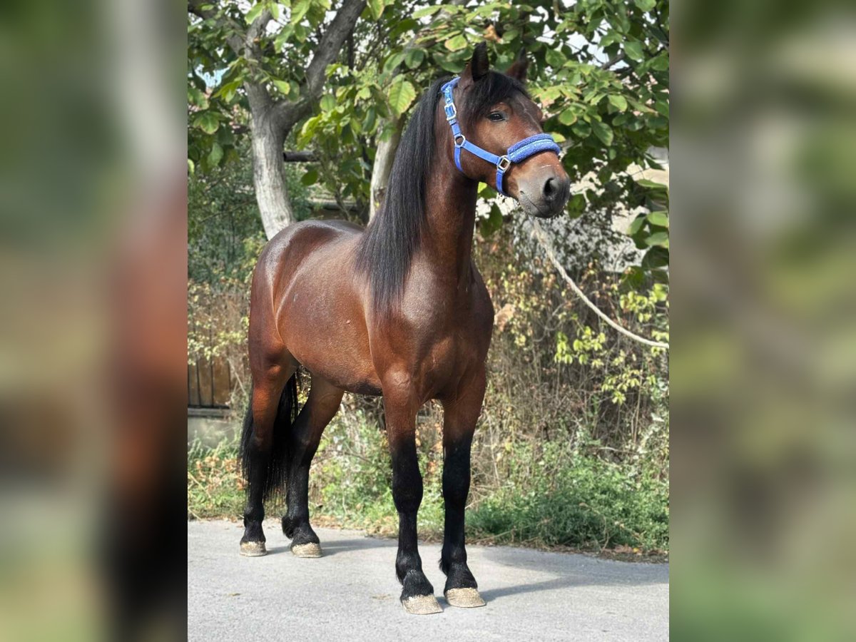 More ponies/small horses Gelding 4 years 13,2 hh Brown in B&#xE9;k&#xE9;s
