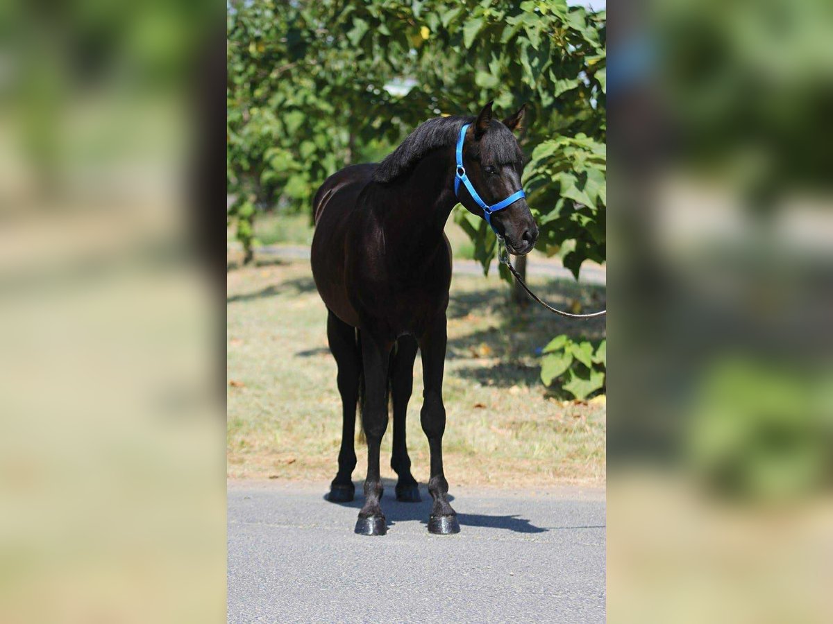 More ponies/small horses Gelding 4 years 14,1 hh Black in B&#xE9;k&#xE9;scsaba