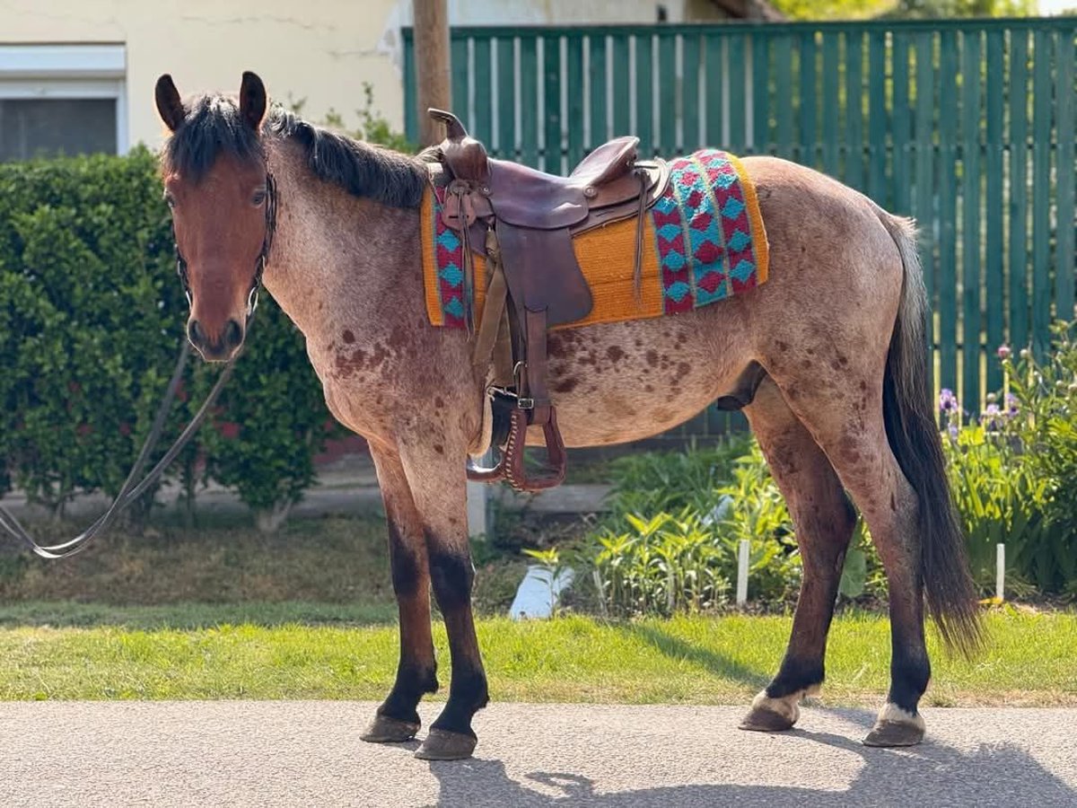 More ponies/small horses Gelding 4 years 14,1 hh Brown in B&#xF3;csa
