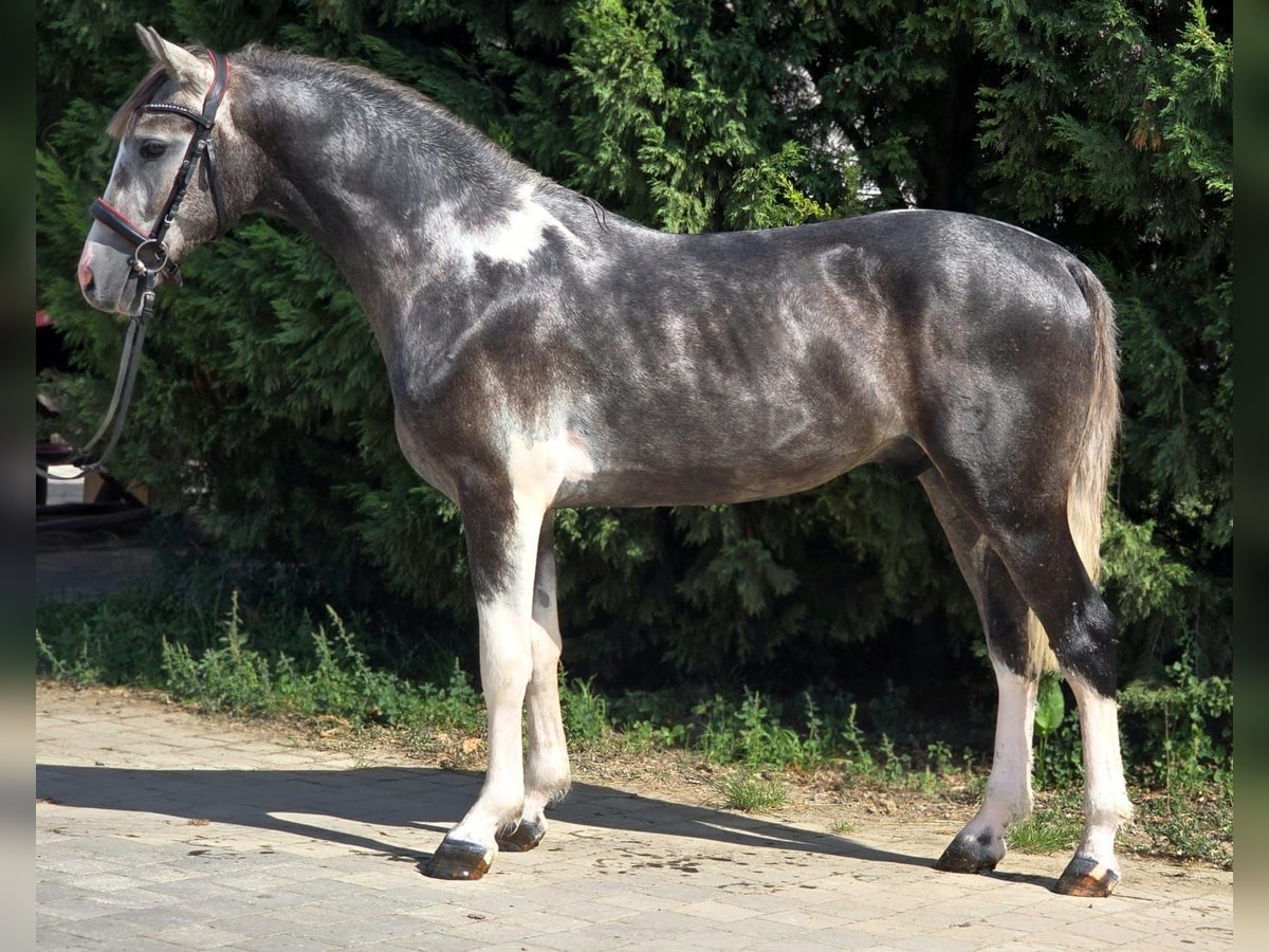 More ponies/small horses Gelding 4 years 14,2 hh Pinto in B&#xE9;k&#xE9;scsaba