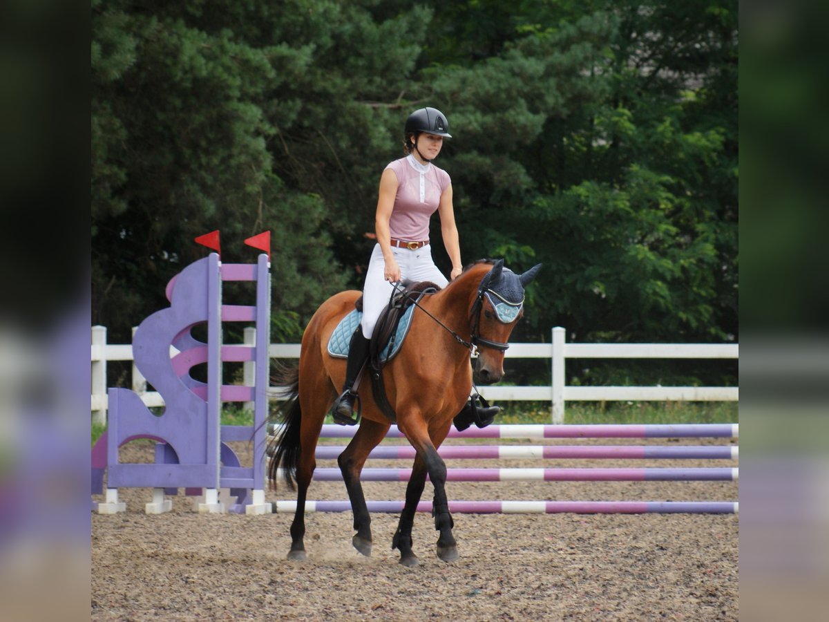 More ponies/small horses Gelding 4 years 15 hh Brown in Niewiadowo