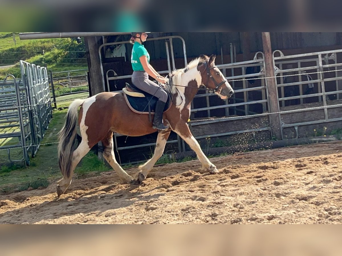 More ponies/small horses Gelding 4 years 15 hh Pinto in Morsbach