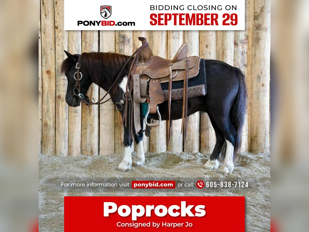 More ponies/small horses Gelding 4 years 8 hh Pinto in Corsica