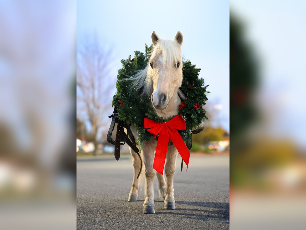 More ponies/small horses Gelding 4 years 8,1 hh Palomino in Sedalia