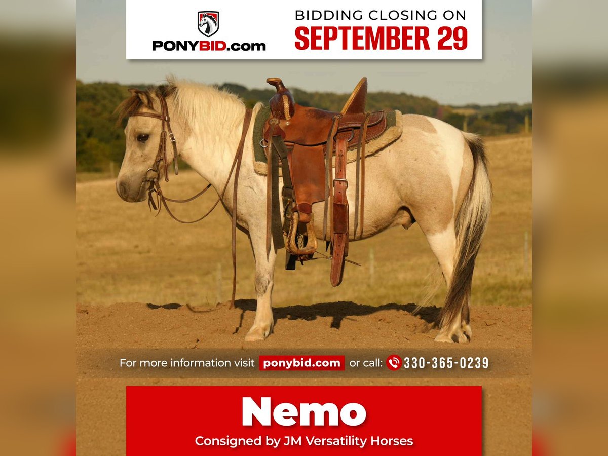 More ponies/small horses Gelding 4 years 9,1 hh Buckskin in Fresno