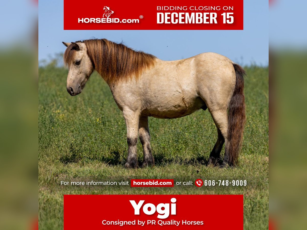 More ponies/small horses Gelding 4 years 9,2 hh Buckskin in Ewing