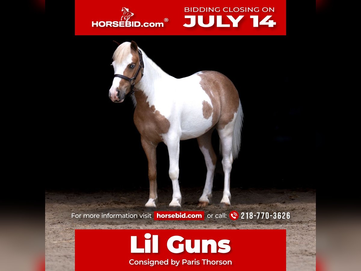 More ponies/small horses Gelding 5 years 10 hh in Nevis, MN