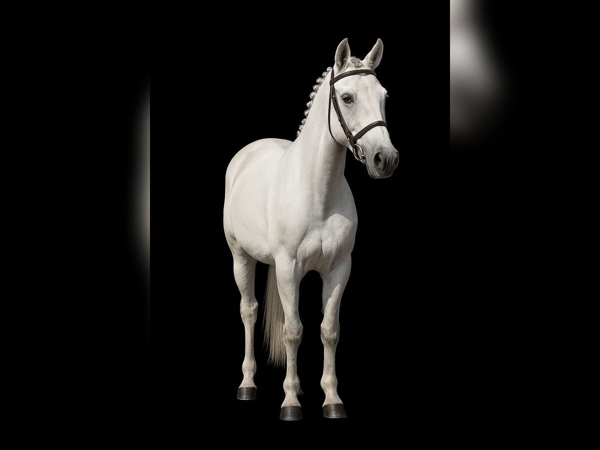 More ponies/small horses Gelding 5 years 12,1 hh Grey in &#xD6;cs&#xF6;d