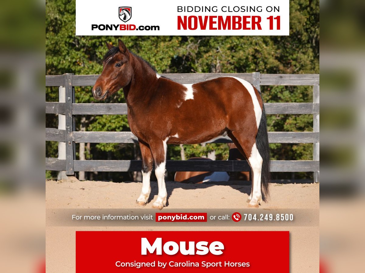 More ponies/small horses Gelding 5 years 12,2 hh Pinto in Clover