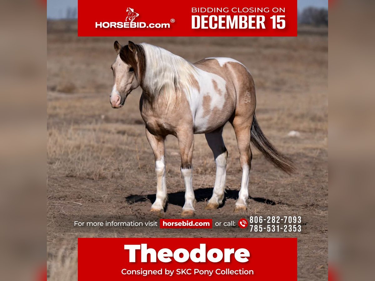 More ponies/small horses Gelding 5 years 12,3 hh Pinto in Canyon