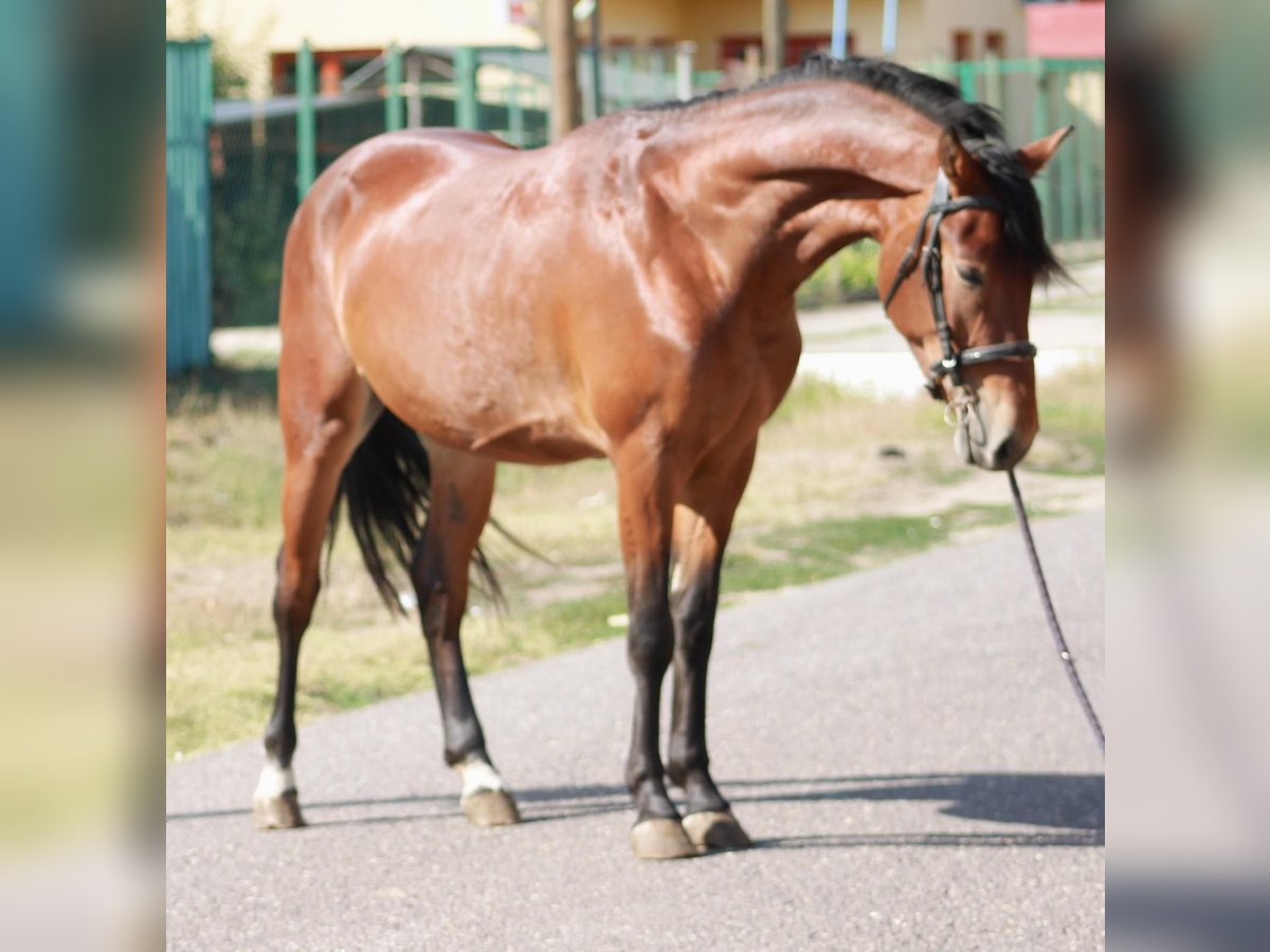 More ponies/small horses Gelding 5 years 14,1 hh Brown in &#xD6;cs&#xF6;d