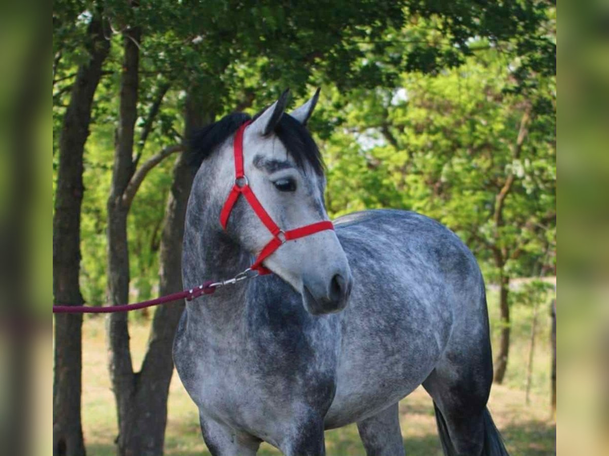 More ponies/small horses Gelding 5 years 14,1 hh Gray in Wien, Innere Stadt