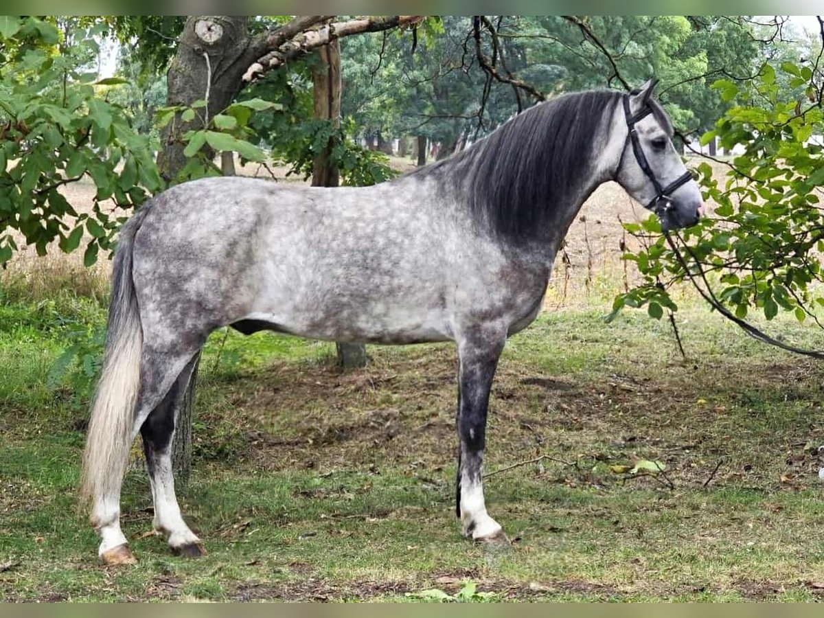 More ponies/small horses Gelding 5 years 14,1 hh Grey in Csabaszabadi