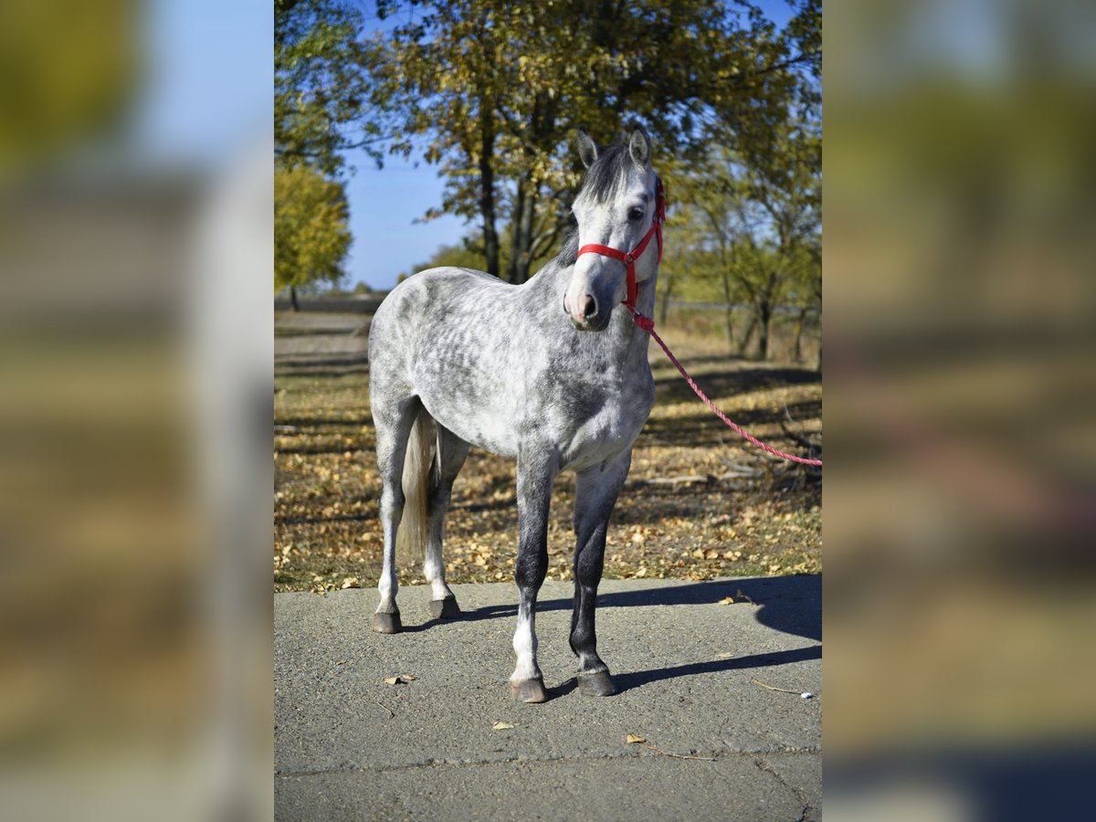 More ponies/small horses Gelding 5 years 14,2 hh Grey-Dapple in Gyula More ponies/small horses Gelding 5 years 14,2 hh Grey-Dapple in Gyula