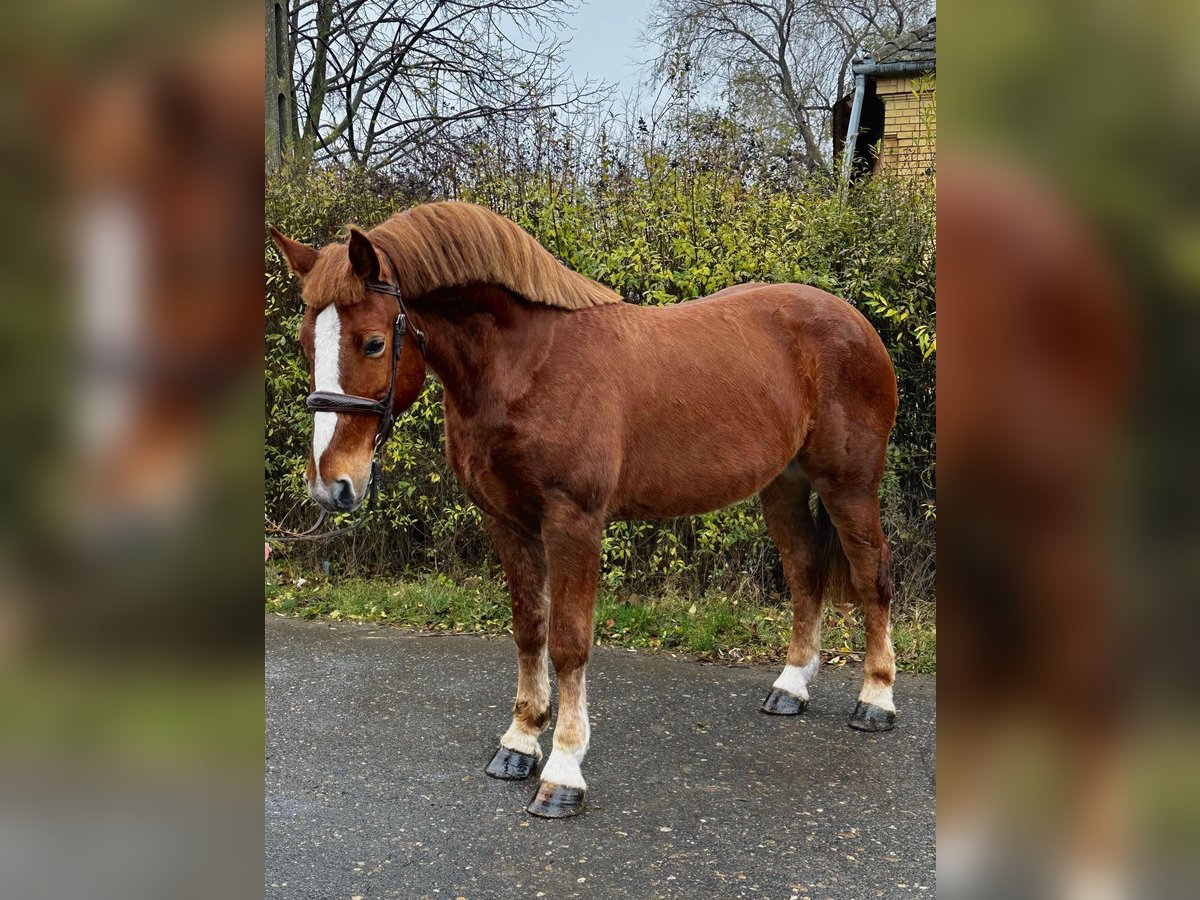 More ponies/small horses Gelding 5 years 14,3 hh Brown in Debrecen