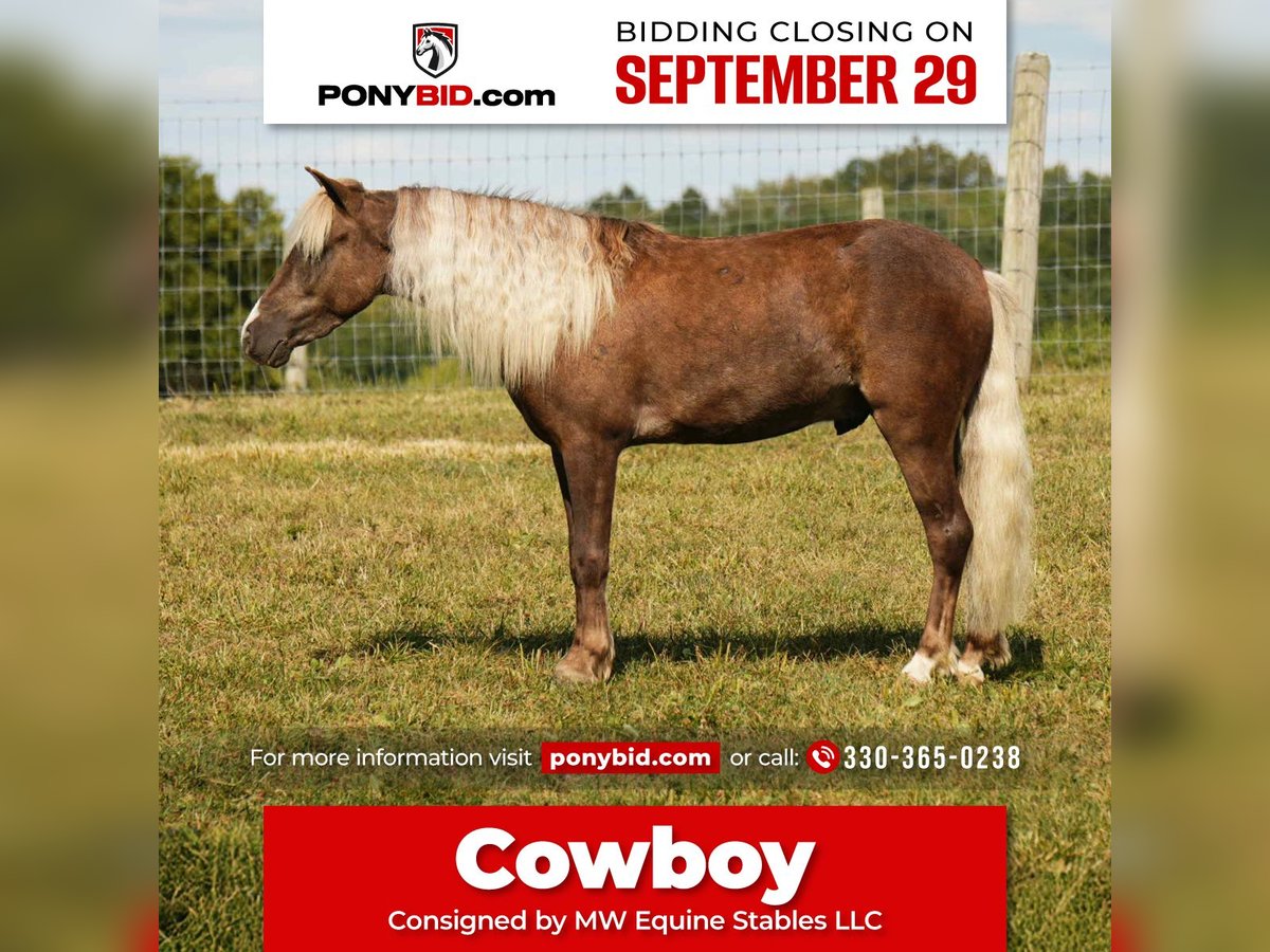 More ponies/small horses Gelding 6 years 10,1 hh in Fresno