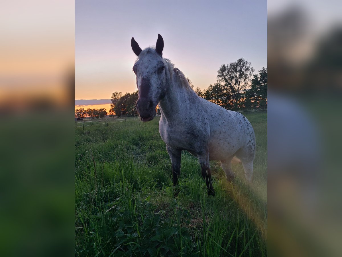 More ponies/small horses Mix Gelding 6 years 12,2 hh Leopard-Piebald in Lehrte