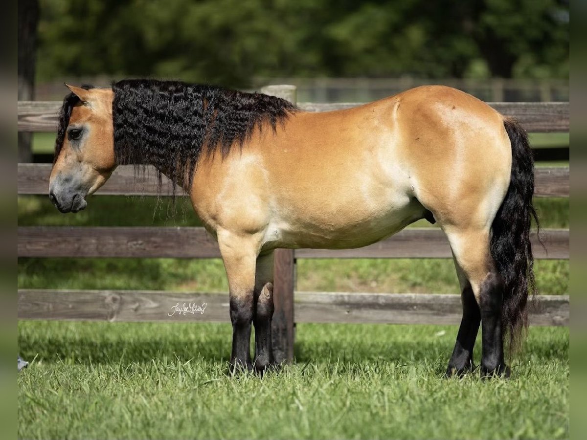 More ponies/small horses Gelding 6 years 13 hh Dun in Marion