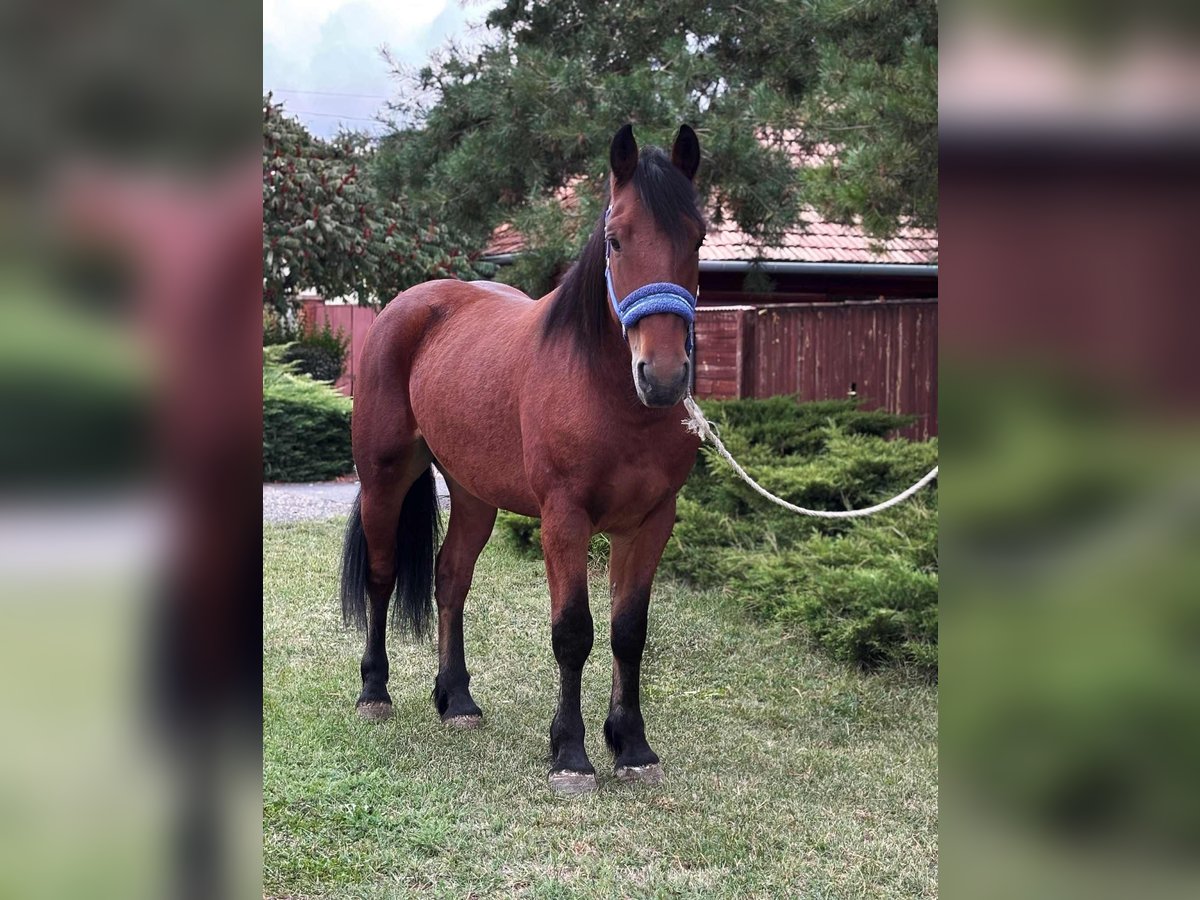 More ponies/small horses Gelding 6 years 14,2 hh Brown in B&#xE9;k&#xE9;s